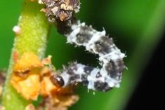 Caterpillar on Leaf Litter Plant photo